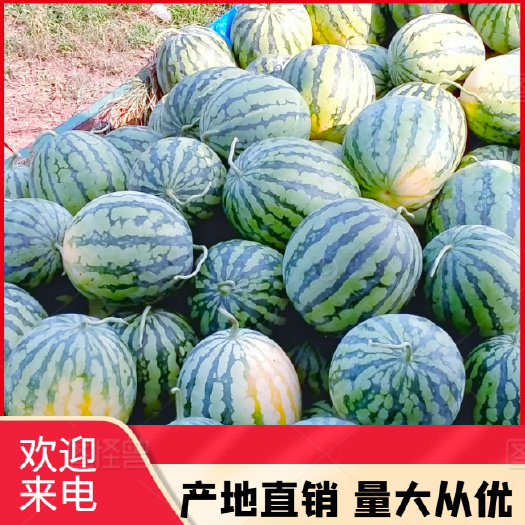 宜城8424无籽西瓜 8成熟整车供应按需做货