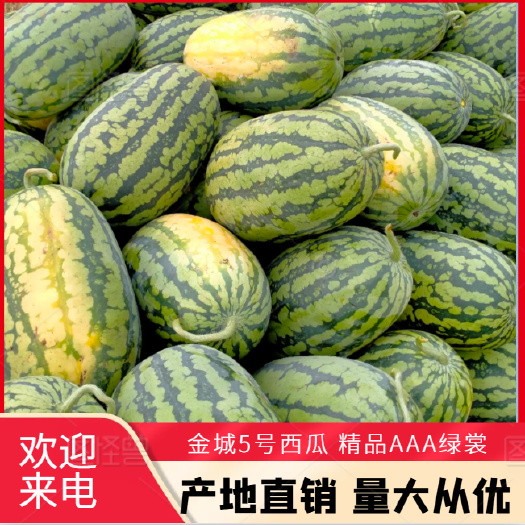 金城5号西瓜  精品AAA绿裳产地代发直供