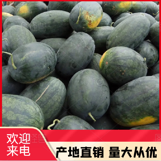 黑美人西瓜 8成熟有籽露天种植精品果 每颗8斤起整车发货