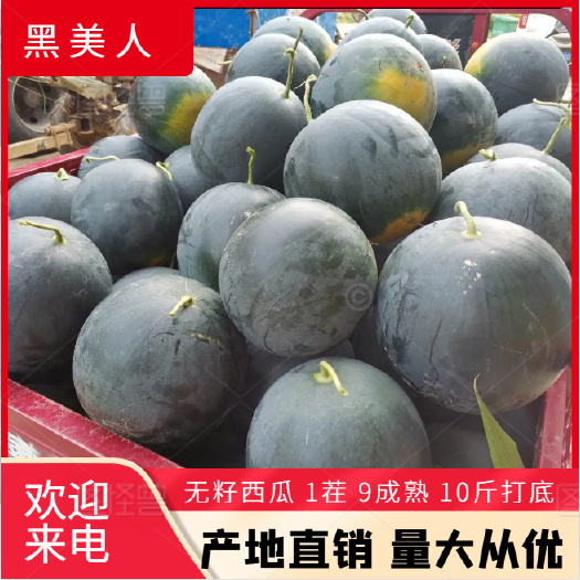 黑美人西瓜 8成熟有籽露天种植精品果 每颗8斤起整车发货