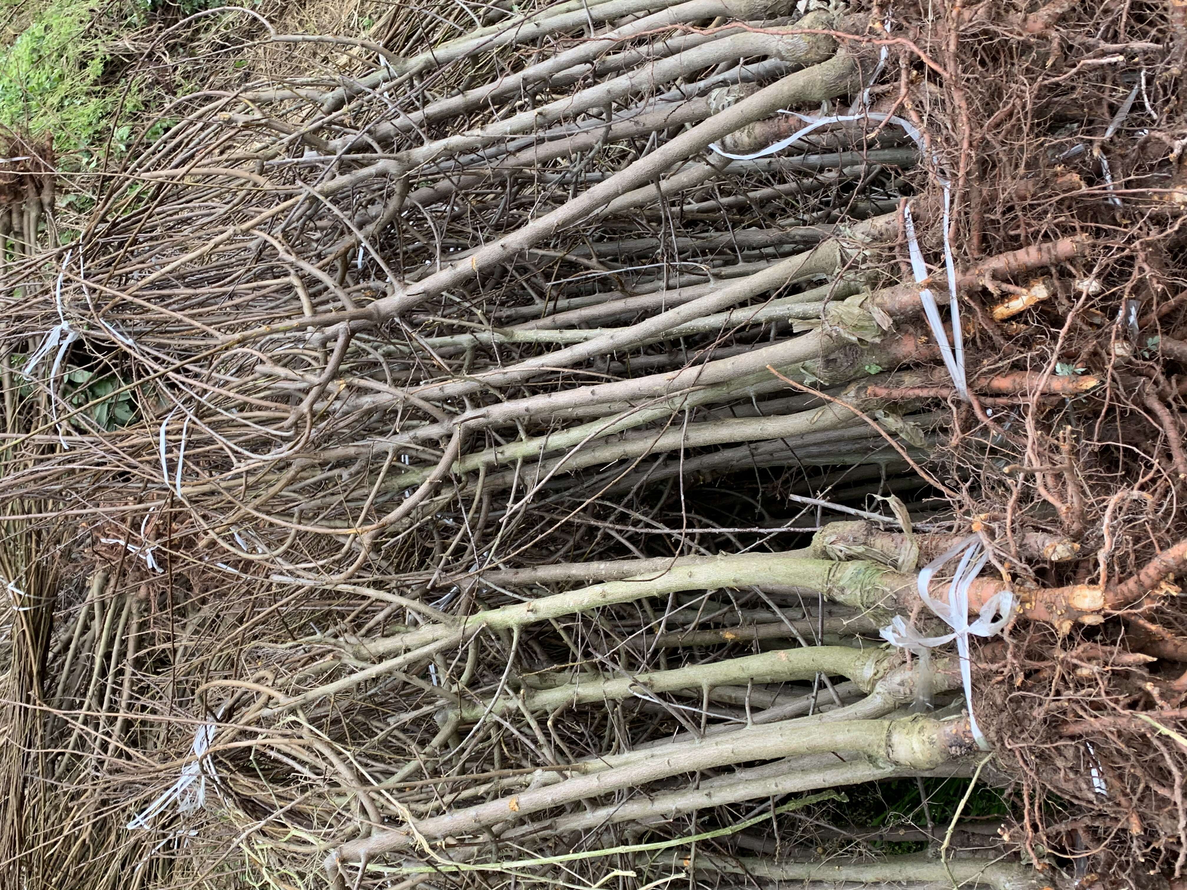 【嫁接】脆红李子苗 脱骨李 脆甜化渣好吃得很 基地直销李子苗