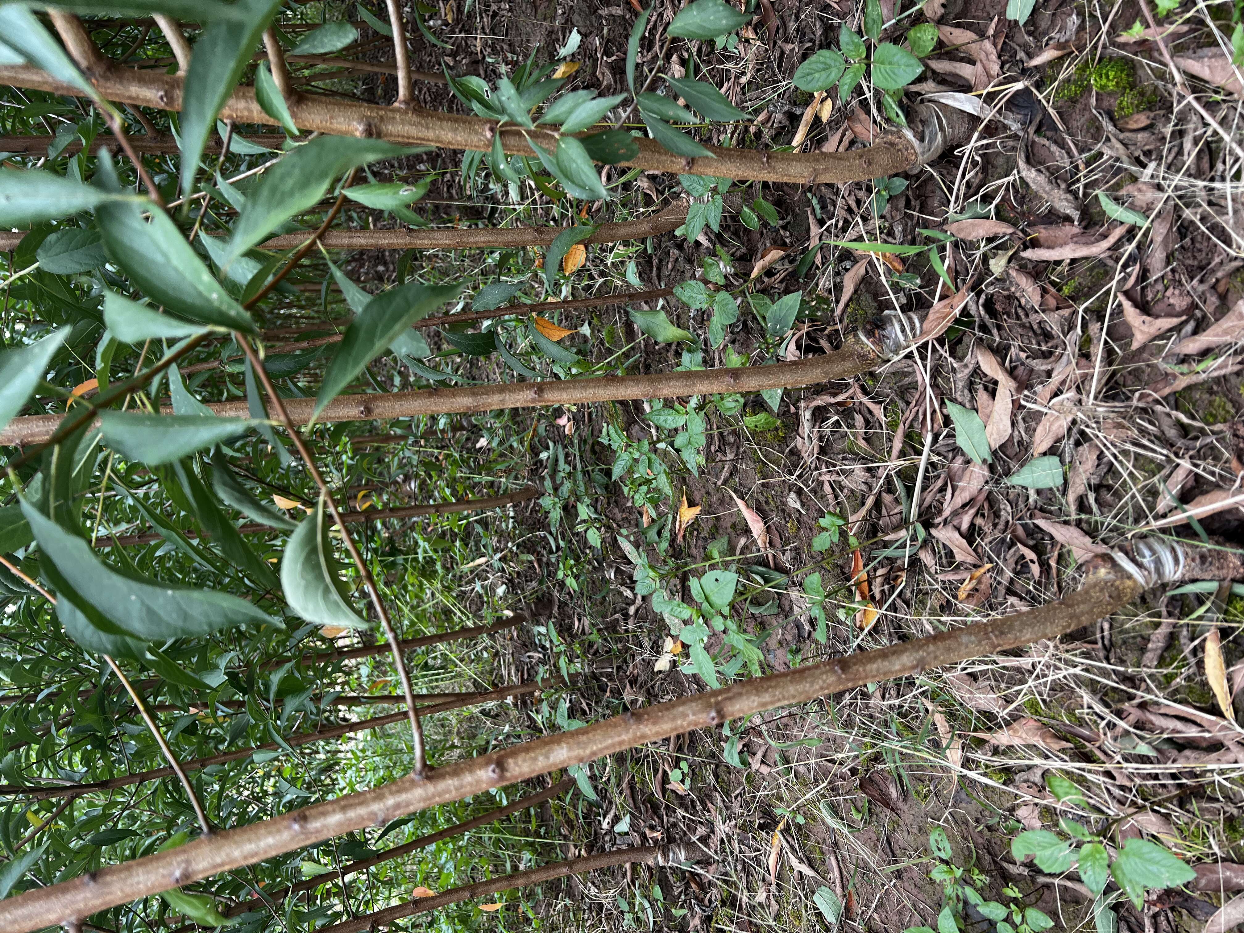 【嫁接】脆红李子苗 脱骨李 脆甜化渣好吃得很 基地直销李子苗