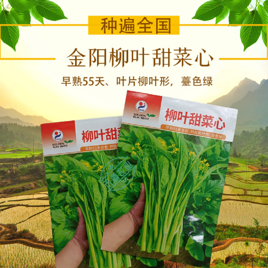武汉【多茬采收】金阳柳叶甜菜心种子侧芽多薹色绿优质基地早熟菜苔种