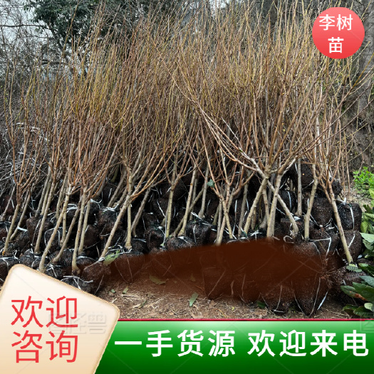 【嫁接】蜂糖李子苗 青脆李子苗 李子苗 新品种包品种提供技术