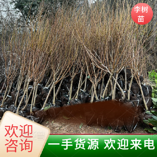 简阳市【嫁接】蜂糖李子苗 青脆李子苗 李子苗 新品种包品种提供技术