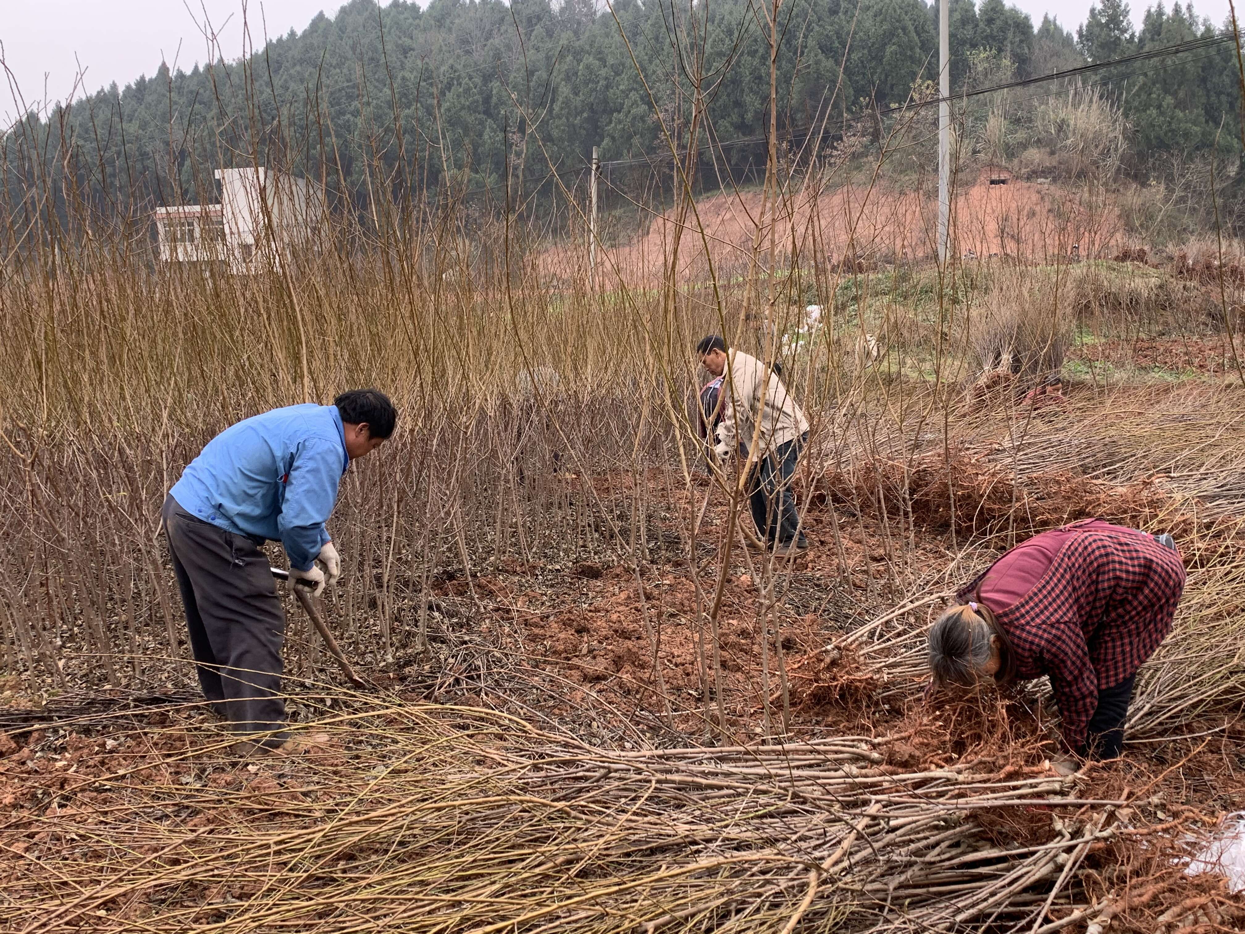 【嫁接】脆红李子苗 脱骨李 脆甜化渣好吃得很 基地直销李子苗