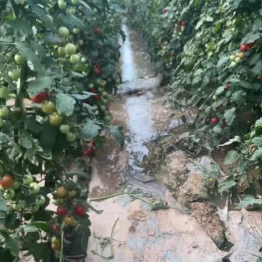 泾阳县碧娇圣女果