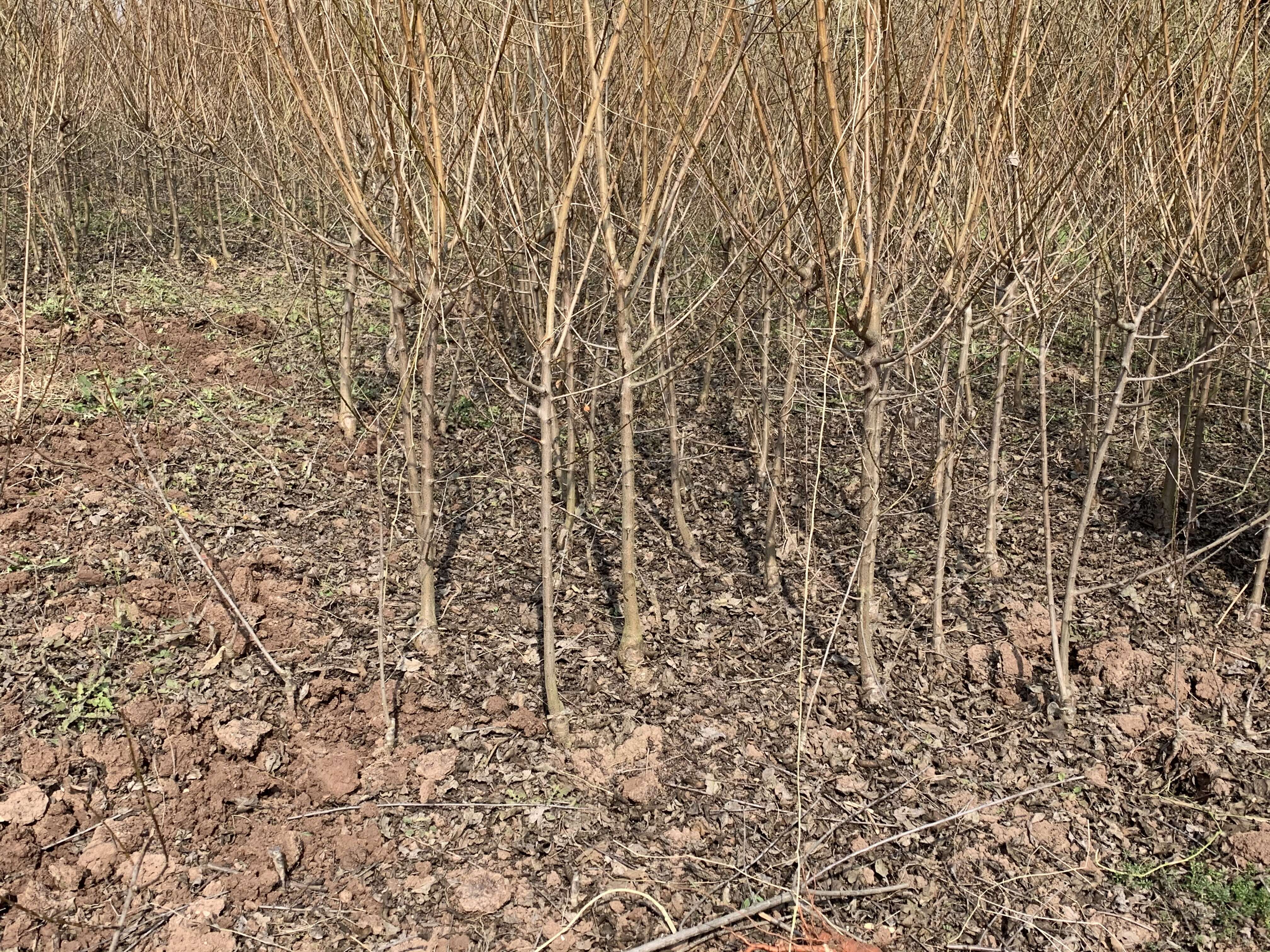 【嫁接】脆红李子苗 脱骨李 脆甜化渣好吃得很 基地直销李子苗