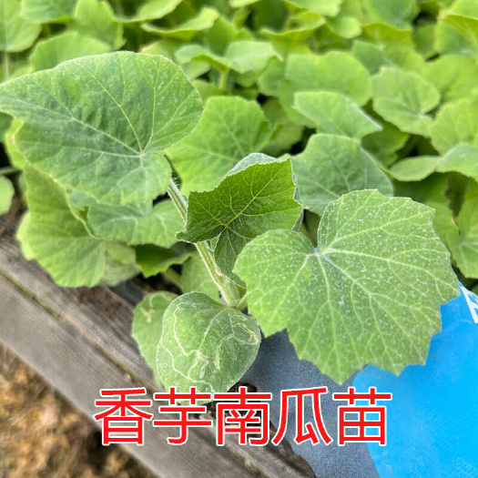 阳春市广东香芋南瓜苗甜粉糯南瓜秧苗浓香芋味南瓜苗春秋蔬菜苗种子正宗