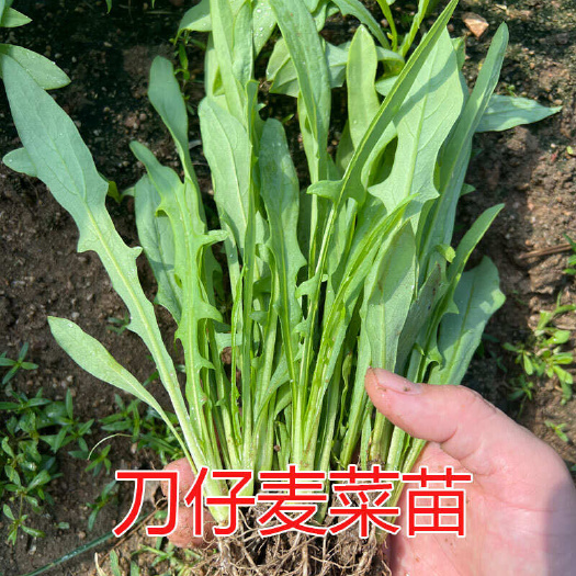阳春市阳春刀仔麦菜秧苗翁菜甜唛菜多枝芽菜四季蔬菜苗苦麦菜苗苦麻菜