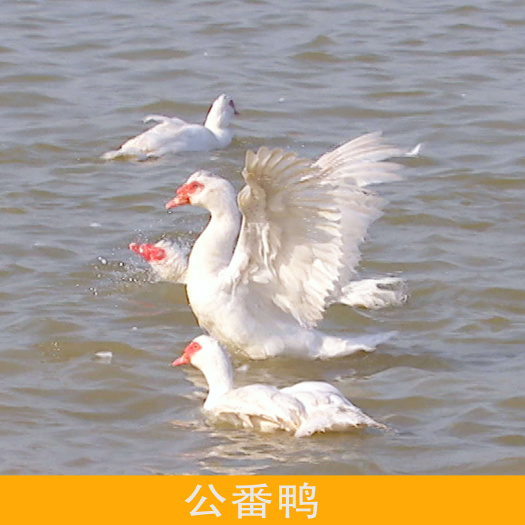 永强散养公番鸭