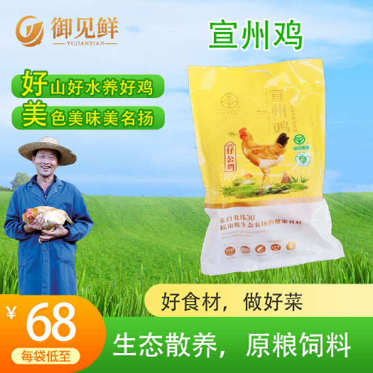 竹林散养宣州鸡