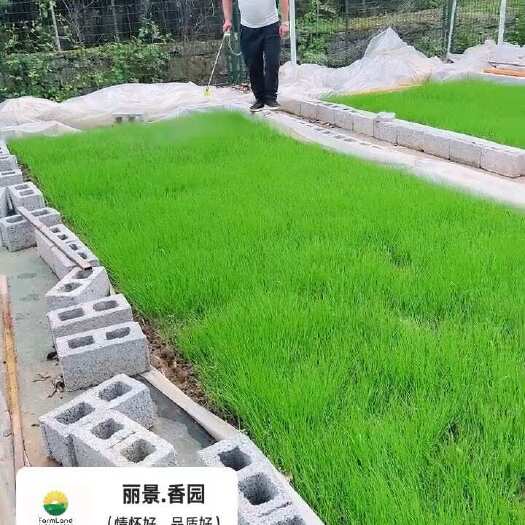 清镇市贵州贵阳新鲜大叶韭菜 当日现采直发 清镇产地发货