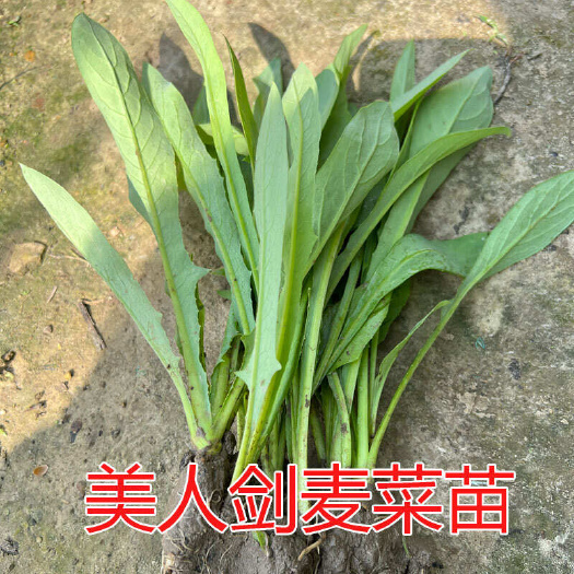 阳春市四季美人剑麦菜苗阳春甜脆刀仔唛菜秧苗广东广西唛菜苗苦荬菜苦麦