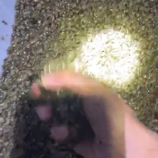 如皋市精品蚂蝗开口料小粒青亮壳漂螺