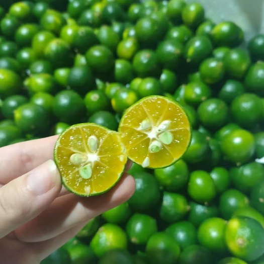 海口海南新鲜酸青桔小青柠批发餐饮奶茶店原材料清香皮薄多汁