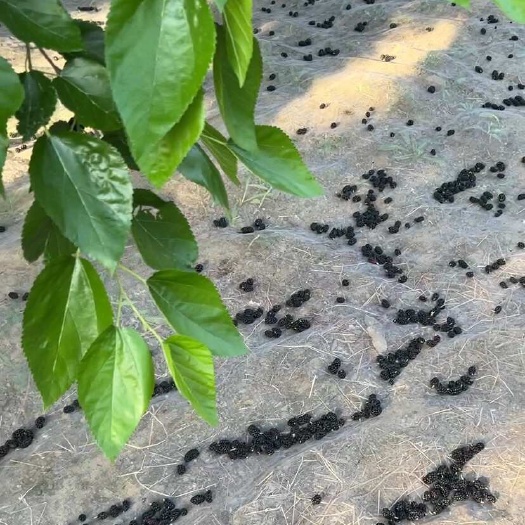 泊头市河北桑葚，桑葚干￼