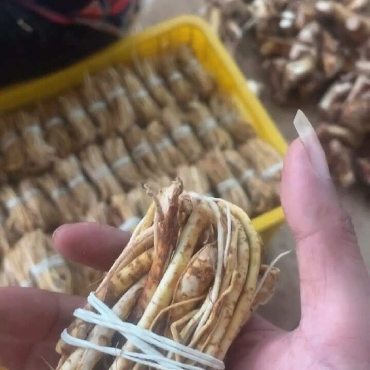 浦北县五指毛桃