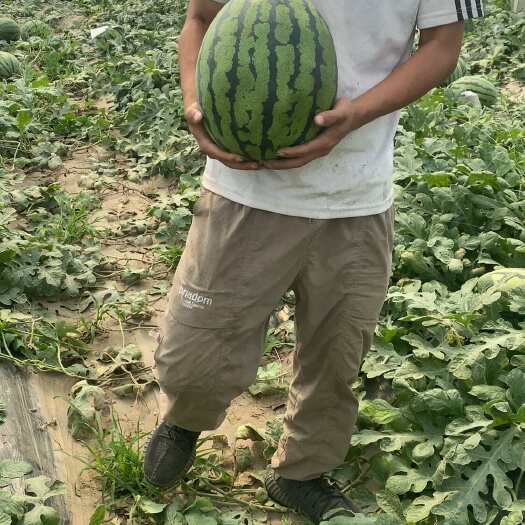保定甜王西瓜 各种西瓜原产地 保证质量 价格实惠