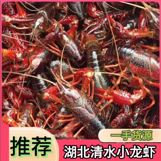 洪湖市湖北洪湖市精品小龙虾，大中小规格齐全，产地直销