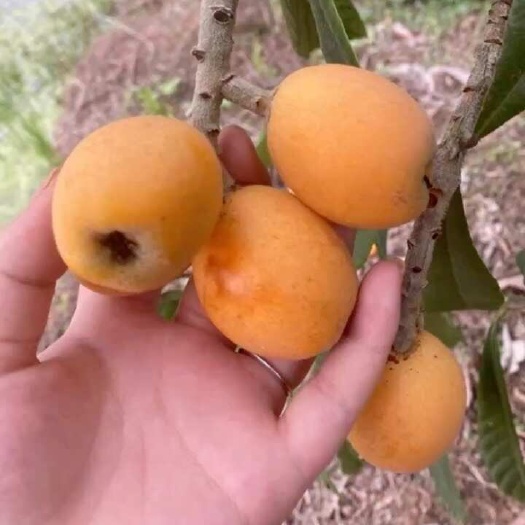 遂宁枇杷