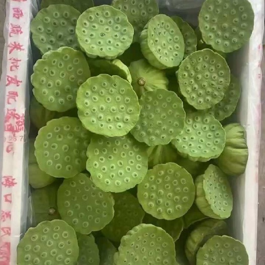 海南莲蓬大量上市，量大价格有优惠