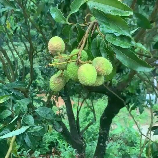 高州市高州妃子笑荔枝