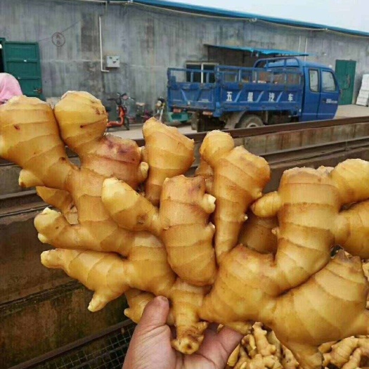沂水县【推荐】常年供应大黄姜，生姜块大 颜色好，一手货源保质保量