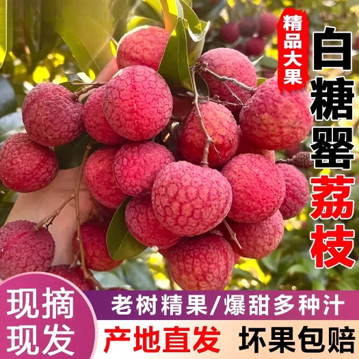 高州市高州老树白糖罂荔枝广东茂名特产新鲜荔枝当季整箱水果冷链直达