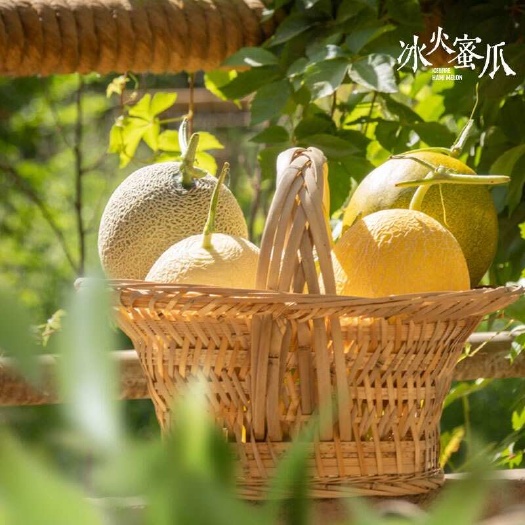 顺丰京东包邮~新疆吐鲁番哈密瓜三拼组合