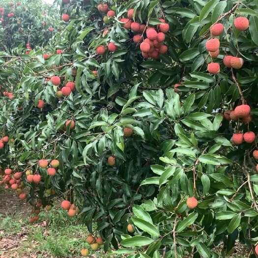 化州市茂名荔枝白糖罂妃子笑桂味