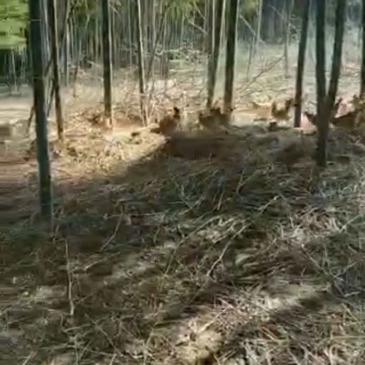 宜兴市江苏宜兴散养土鸡现杀发货新鲜优质禽肉