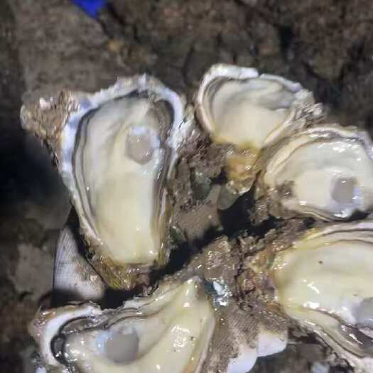 徐闻县湛江生蚝   1+   1.5+  2+  2.5+ 3+