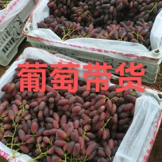 沙尔葡萄，口感香甜