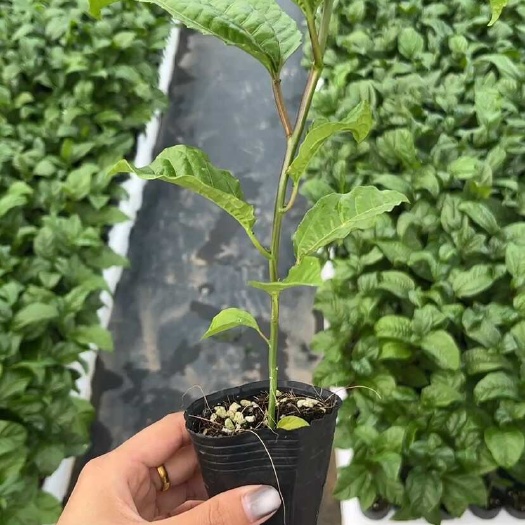 灵山县百香果苗大量砧木实生苗 一手货源场地直发