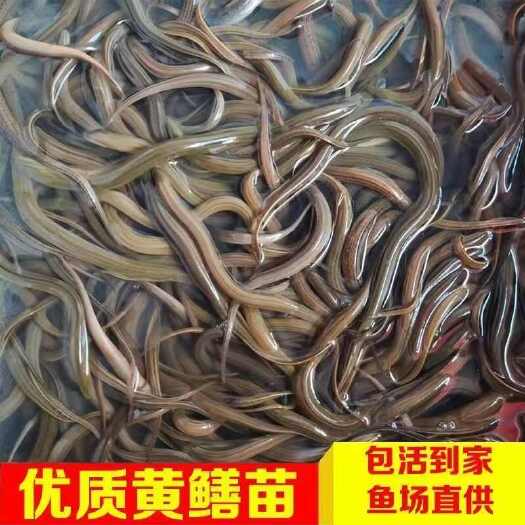 宜良县黄鳝苗品种齐全，价格美丽，量大从优
