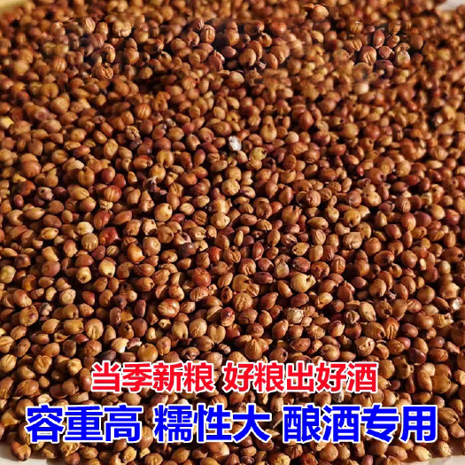 东北糯高粱红糯十六两糯一红缨子酿酒高粱专做