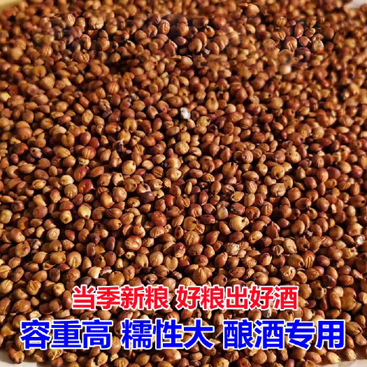 临沂东北糯高粱红糯十六两糯一红缨子酿酒高粱专做