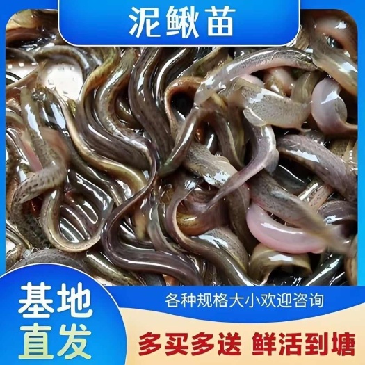 宜良县泥鳅苗，规格齐全价格便宜。渔场直供，技术提供