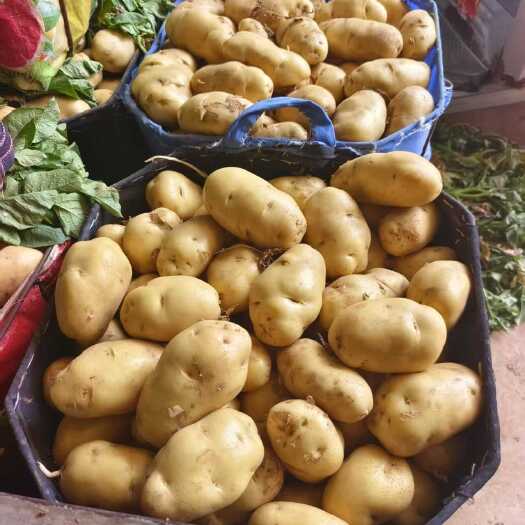 莒县《实力推荐》山东荷兰十五土豆大量上市、黄皮黄心、口感好