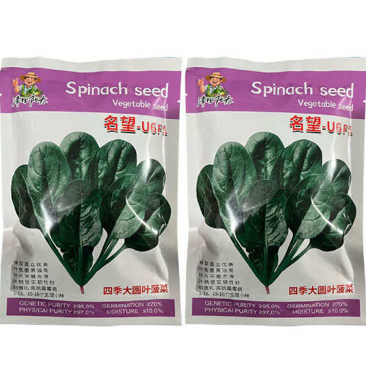 建瓯市名望菠菜种子 高抗霜霉病1-13、15-16生理小种
