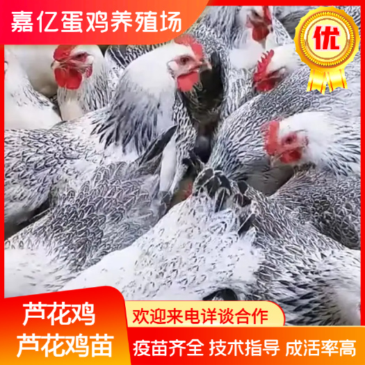 嘉祥县芦花鸡苗，鸡场直发，一手货源
