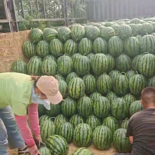 保定甜王精品瓜质量质保出货