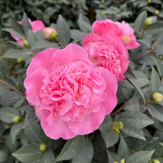 漳平市香妃茶花