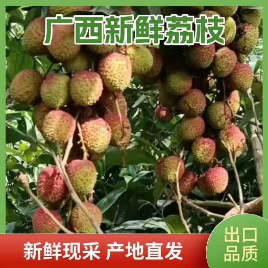 荔枝广西正宗现摘新鲜白蜡白糖罂妃子笑黑叶荔枝批发产地直发