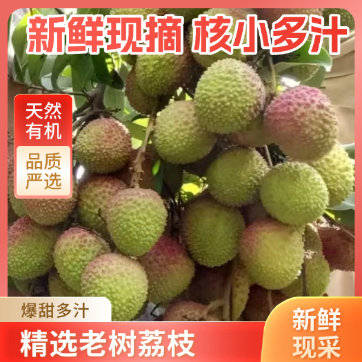 博白县荔枝广西正宗现摘新鲜白糖罂妃子笑白蜡荔枝批发产地直发