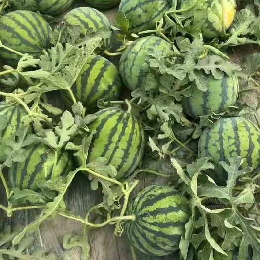 天津无籽美都麒麟西瓜