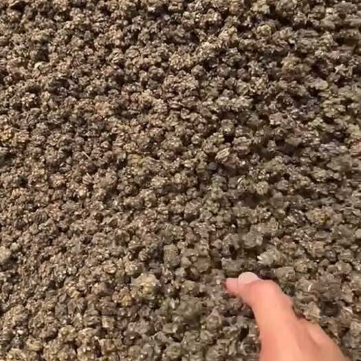 河南信阳猫爪草中药材干品根茎类药材淮滨产地直供 支持物流专线