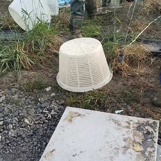 湖州精品鲈鱼苗