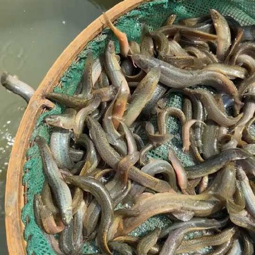 湖州黄金泥鳅